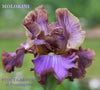 Purple and brown tall bearded iris flower 'Molokini' at 'Stout Gardens at Dancingtree'.