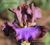 Close-up of a purple and rose tall bearded iris called 'Molokini' at 'Stout Gardens at Dancingtree'.