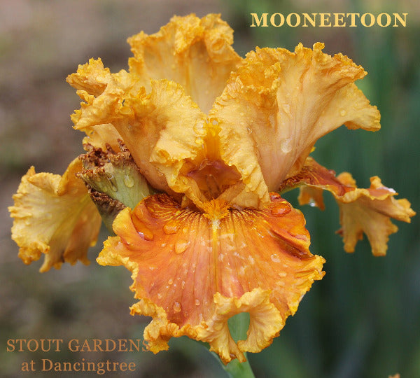 Yellow, bronze and gold tall bearded iris flower, featuring the name 'Mooneetoon' at 'Stout Gardens At Dancingtree'.