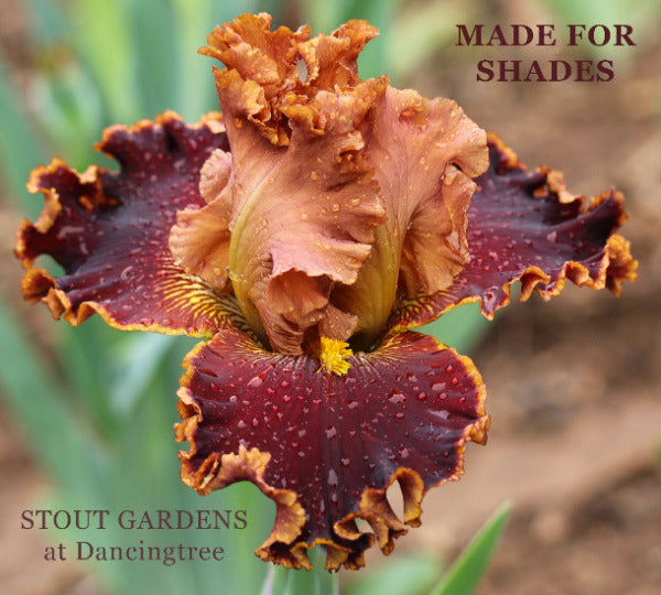 Close-up of a bronze gold and red tall bearded iris flower called 'Made For Shades' by Burseen at 'Stout Gardens at Dancingtree'.