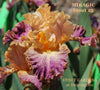 Orange and purple tall bearded iris with luminata pattern called 'Miragic' by Stout at 'Stout Gardens at Dancingtree'.
