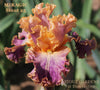 Orange and purple luminata tall bearded iris flower 'Miragic' by Stout at 'Stout Gardens at Dancingtree'.