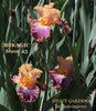 A stalk of 'Miragic', a orange and purple tall bearded iris by Stout 25 at 'Stout Gardens at Dancingtree'.