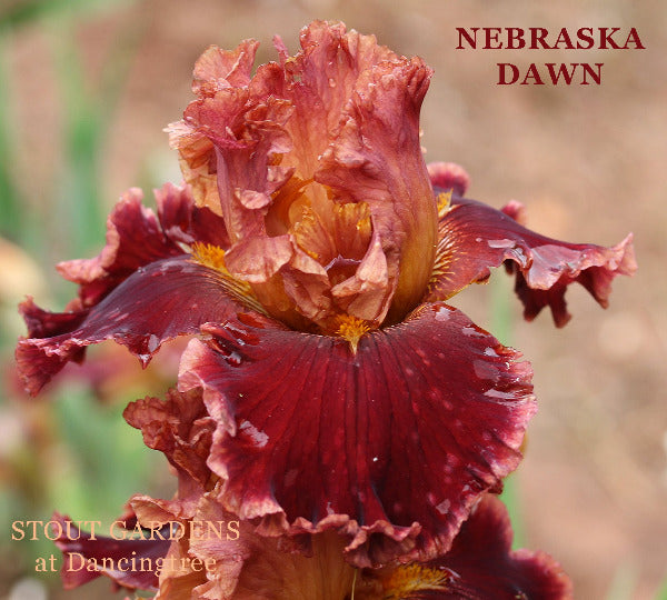 A close-up image of a two toned red and gold bearded tall bearded iri flower with the text 'NEBRASKA DAWN' and 'STOUT GARDENS at Dancingtree' on it.