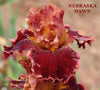 A close-up image of a two toned red and gold bearded tall bearded iri flower with the text 'NEBRASKA DAWN' and 'STOUT GARDENS at Dancingtree' on it.