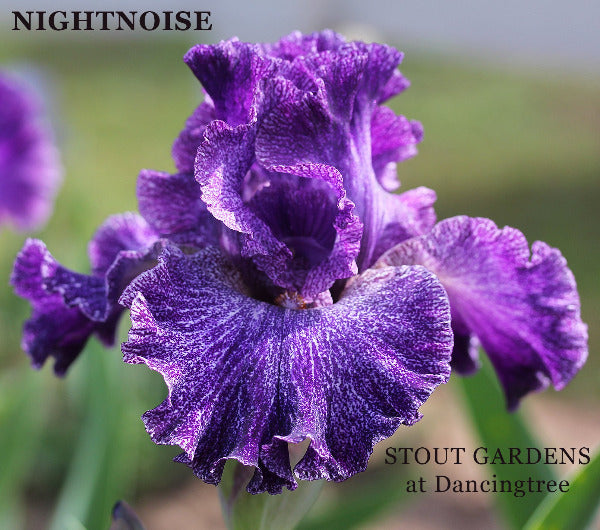 Close-up of purple lumi-plic 'Nightnoise' by Stout, a tall bearded iris, at 'Stout Gardens at Dancingtree' .