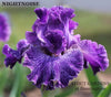 Close-up of purple lumi-plic 'Nightnoise' by Stout, a tall bearded iris, at 'Stout Gardens at Dancingtree' .