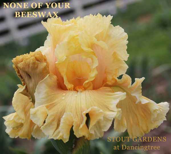Yellow tall bearded iris flower called 'None of Your Beeswax' at 'Stout Gardens at Dancingtree'.