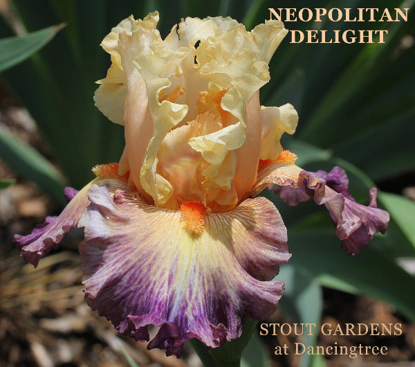 Multicolored tall bearded iris flower with 'Neopolitan Delight' text and 'Stout Gardens at Dancingtree' branding.