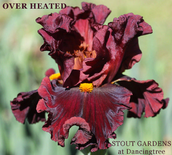 Dark red tall bearded iris flower, labeled 'Over Heated' by 'Stout Gardens at Dancingtree'.