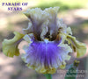 A purple and gold tall bearded iris flower with 'Parade of Stars' name and 'Stout Gardens at Dancingtree' location.
