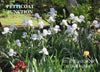 White irises in a garden with 'Petticoat Junction' and 'Stout Gardens at Dancingtree' text.