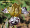 Gold with black and white pinstripe pattern displayed on miniature tall bearded iris 'Pinstripe Pants' by Vaughn, at 'Stout Gardens At Dancingtree'.