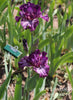 A stalk of purple and white, tall bearded, space-age iris, 'Pitch A Fit' at Stout Gardens at Dancingtree'.