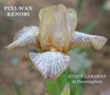 Close-up of pale yellow and brown miniature tall bearded iris 'Pixi-Wan Kenobi' at 'Stout Gardens at Dancingtree'.