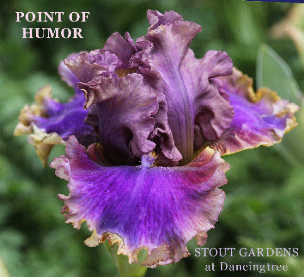 Close-up of the tall bearded iris 'Point Of Humor', a deep purple with buff yellow trim, at 'Stout Gardens At Dancingtree'.