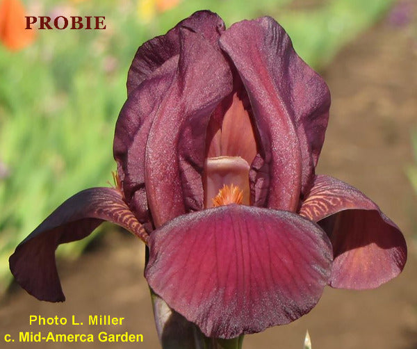 A close-up image of miniature tall bearded iris 'Probie' flower with deep maroon petals and tangerine beards, taken by L. Miller.