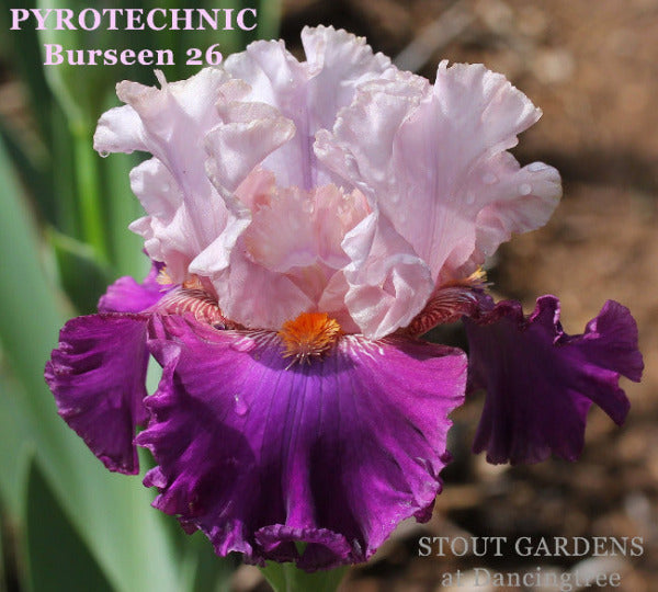 Beautiful pink and purple tall bearded iris 'PYROTECHNIC' by Burseen is shown at 'Stout Gardens At Dancingtree'.