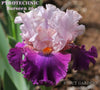 Beautiful pink and purple tall bearded iris 'PYROTECHNIC' by Burseen is shown at 'Stout Gardens At Dancingtree'.