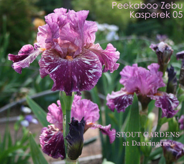 'Peekaboo Zebu', a red purple and white broken color tall bearded iris flower stalk is shown at 'Stout Gardens at Dancingtree'.