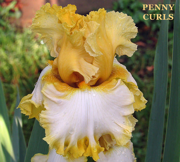 Yellow and white tall bearded iris flower with 'Penny Curls' text.