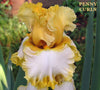 Yellow and white tall bearded iris flower with 'Penny Curls' text.