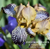 Close-up of a miniature tall bearded iris flower with black and white striped petals and text 'Pinstripe Pants' (photo Vaughn)'.
