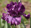 Tall bearded iris 'Pitch A Fit' displaying purple and white flower with purple horns at 'Stout Gardens At Dancingtree'.