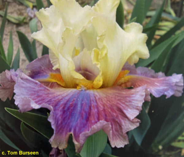Light yellow over purple toned falls tall bearded iris flower called 'Punked' by Burseen, at 'Stout Gardens At Dancingtree'.