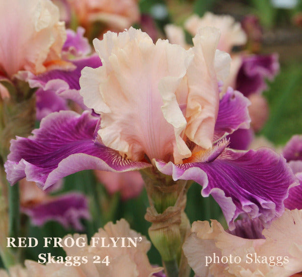 Close-up of 'Red Frog Flyin', a raspberry red and light blush space-age, tall bearded iris by Bob Skaggs.