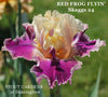 Raspberry red and yellow bi-color, space-age tall bearded iris called 'Red Frog Flyin' by Skaggs at 'Stout Gardens At Dancingtree'.