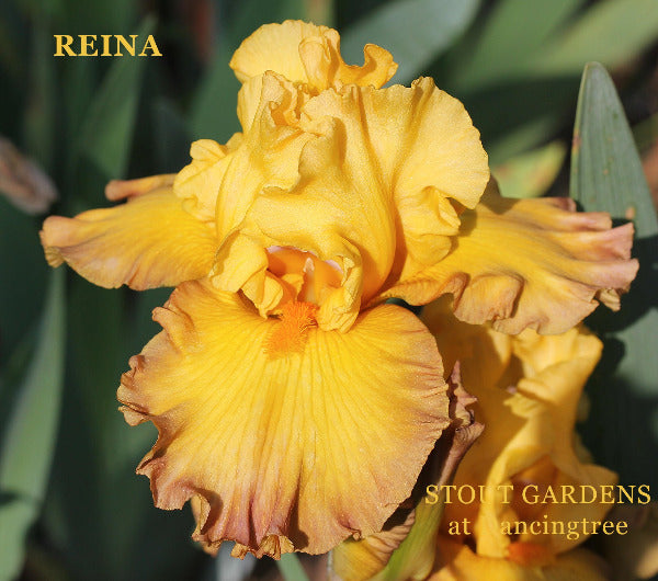 Yellow tall bearded iris flower with auburn red edging called 'REINA' at 'STOUT GARDENS at Dancingtree'.