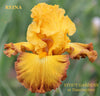 Golden yellow tall bearded iris flower with auburn red edge, featuring the name'REINA' and 'STOUT GARDENS at Dancingtree'.