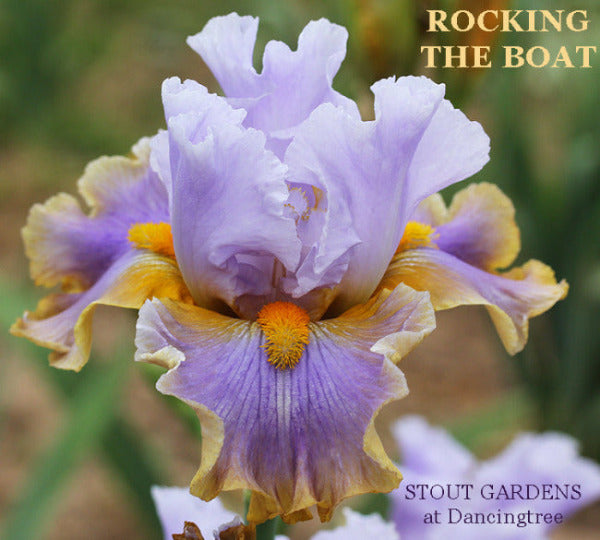 Purple and bright yellow tall bearded iris flower, 'Rocking the Boat' is displayed at 'Stout Gardens at Dancingtree'.