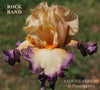 Close-up of the tall bearded iris 'Rock Band' showing an orange flower with large purple rim and white around beard. Taken by 'Stout Gardens At Dancingtree'.
