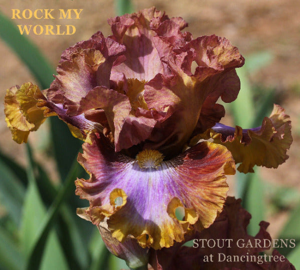 'Rock My World', a tall bearded iris flower with apricot and reddish purple colors, featuring a ruffled texture, photographed at 'Stout Gardens'.