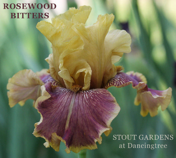 Buff yellow and rose purple bi-color tall bearded iris flower called 'Rosewood Bitters' at 'Stout Gardens at Dancingtree'.