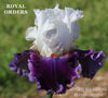 White and purple tall bearded iris flower 'Royal Orders' at 'Stout Gardens at Dancingtree'.