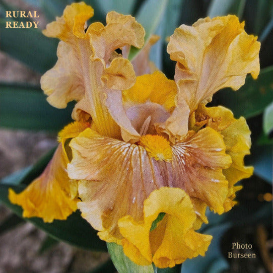 An image of a tall bearded iris flower with yellow and orange buff colors, titled 'Rural Ready' and photographed by Tom Burseen.