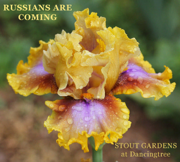 Yellow and purple ruffled tall bearded iris flower with text overlay 'Russians are coming' and 'Stout Gardens at Dancingtree'.