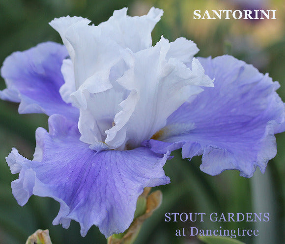 Close-up of a blue purple and white tall bearded  iris flower called 'Santorini' at 'Stout Gardens at Dancingtree'.