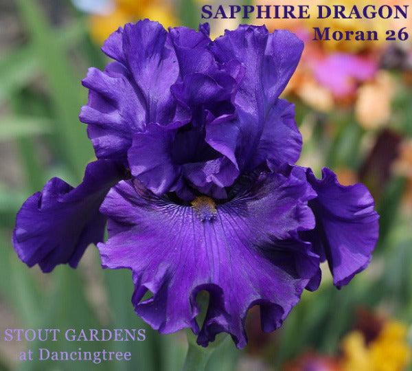 Purple tall bearded iris flower called 'Sapphire Dragon' is shown at 'Stout Gardens at Dancingtree'.
