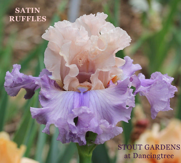 Peach pink over lavender falls are seen in the tall bearded iris flower 'Satin Ruffles' at 'Stout Gardens at Dancingtree'.