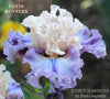 Heavily ruffled 'Satin Ruffles' tall bearded iris is displayed at 'Stout Gardens at Dancingtree'.