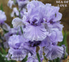 Close-up of a blue  purple iris flower with 'Sea of Love' text and 'Stout Gardens at Dancingtree' branding.