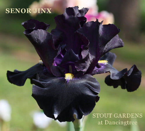 A close-up image of a black tall bearded iris flower called 'SENOR JINX' at 'Stout Gardens at Dancingtree'.