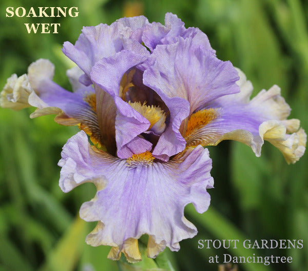 Purple and yellow tall bearded iris flower called 'SOAKING WET' at 'STOUT GARDENS at Dancingtree'.