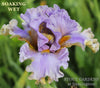 Purple and yellow tall bearded iris flower called 'SOAKING WET' at 'STOUT GARDENS at Dancingtree'.