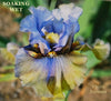 Blue and yellow tall bearded iris flower with text 'SOAKING WET' and 'Photo Burseen'.