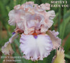 Pink and lavender tall bearded iris flower with name 'SOFTLY I LEAVE YOU' at 'STOUT GARDENS at Dancingtree'.